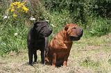 SHAR-PEI 851